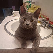 Peppermint is registered to the contest to win money with this photo: cat, gray_cat, sink, bathroom, paw, curious, pet, domestic_cat, feline, animal, claw, countertop, tap, cup, plastic_bag, household, indoor, resting, looking, mug