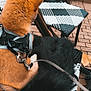 animal, back_view, black_and_white, black_fur, brick, brown_dog, chair, daytime, dog, fur, furry_cushion, harness, leash, outdoor, pavement, pet, resting, seated, street, woven_chair
