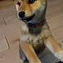 Aiko participe au concours pour gagner de l'argent avec cette photo : animal, canine, collar, cute, dog, domestic, ears, friendly, fur, furry, indoor, looking_up, paws, pet, playful, puppy, shiba_inu, standing, wooden_floor, young