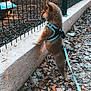 puppy, dog, leash, fence, outdoor, autumn, leaves, curious, pet, young_dog, walking, nature, brown, small_dog, side_view, standing, animal, daylight, park, playful