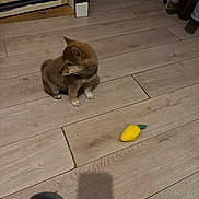 Aiko participe au concours pour gagner de l'argent avec cette photo : puppy, dog, toy, lemon, wooden_floor, indoor, door, slipper, curious, small, brown_fur, cozy, pet, flooring, home, plush_toy, animal, young, looking_sideways, furniture
