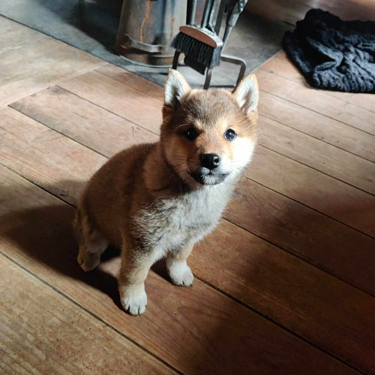 Aiko a rejoint le concours — aidez-le/la à gagner de superbes lots ! animal, cozy, cute, dog, domestic_animal, ears, eyes, flooring, fur, fur_texture, house, indoor, pet, puppy, sitting, small_dog, snout, warm_light, wooden_floor, young_dog