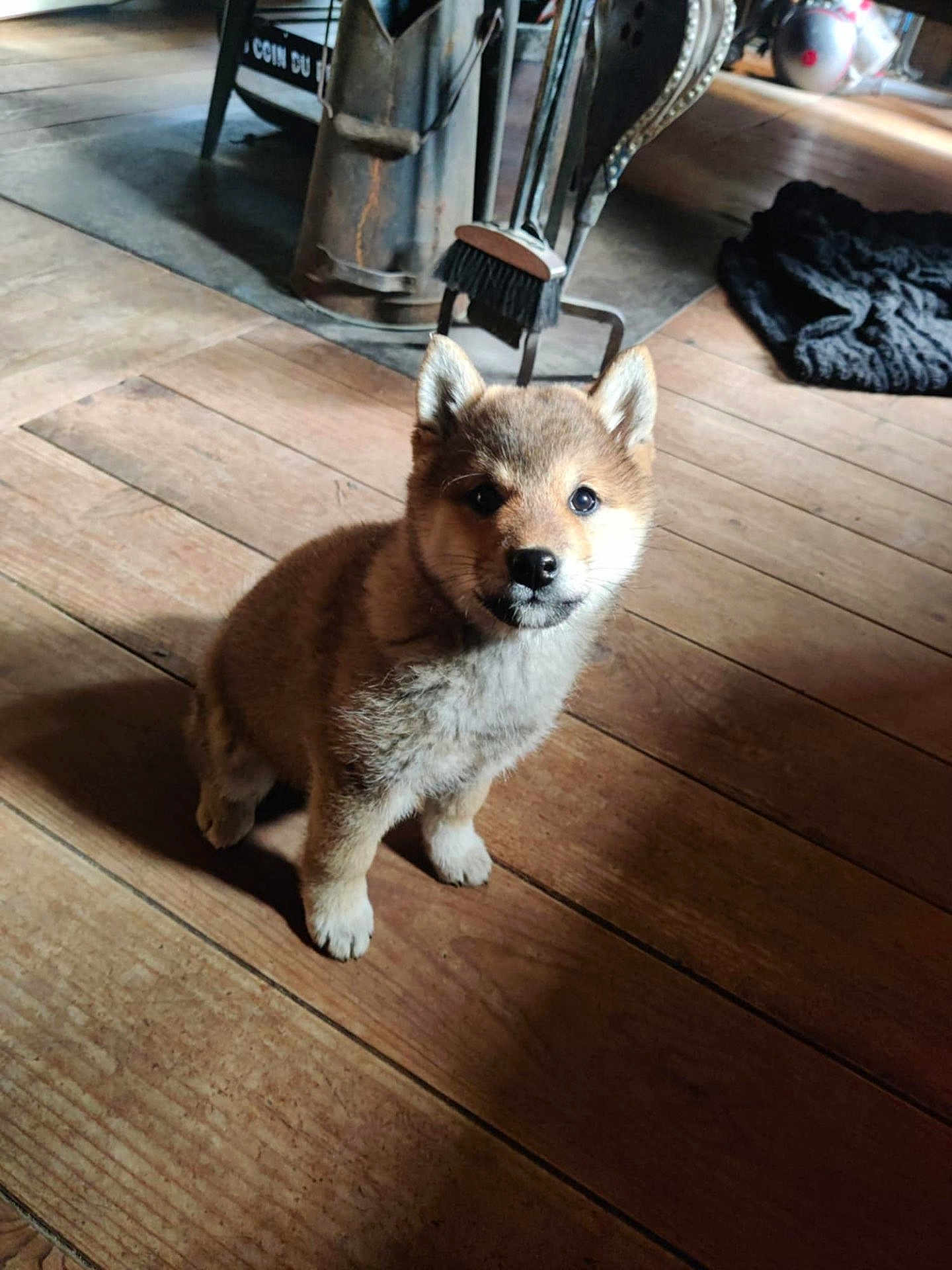 Aiko a rejoint le concours — aidez-le/la à gagner de superbes lots ! puppy, dog, wooden_floor, indoor, pet, fur, cute, animal, small_dog, house, cozy, warm_light, flooring, domestic_animal, sitting, young_dog, fur_texture, ears, eyes, snout