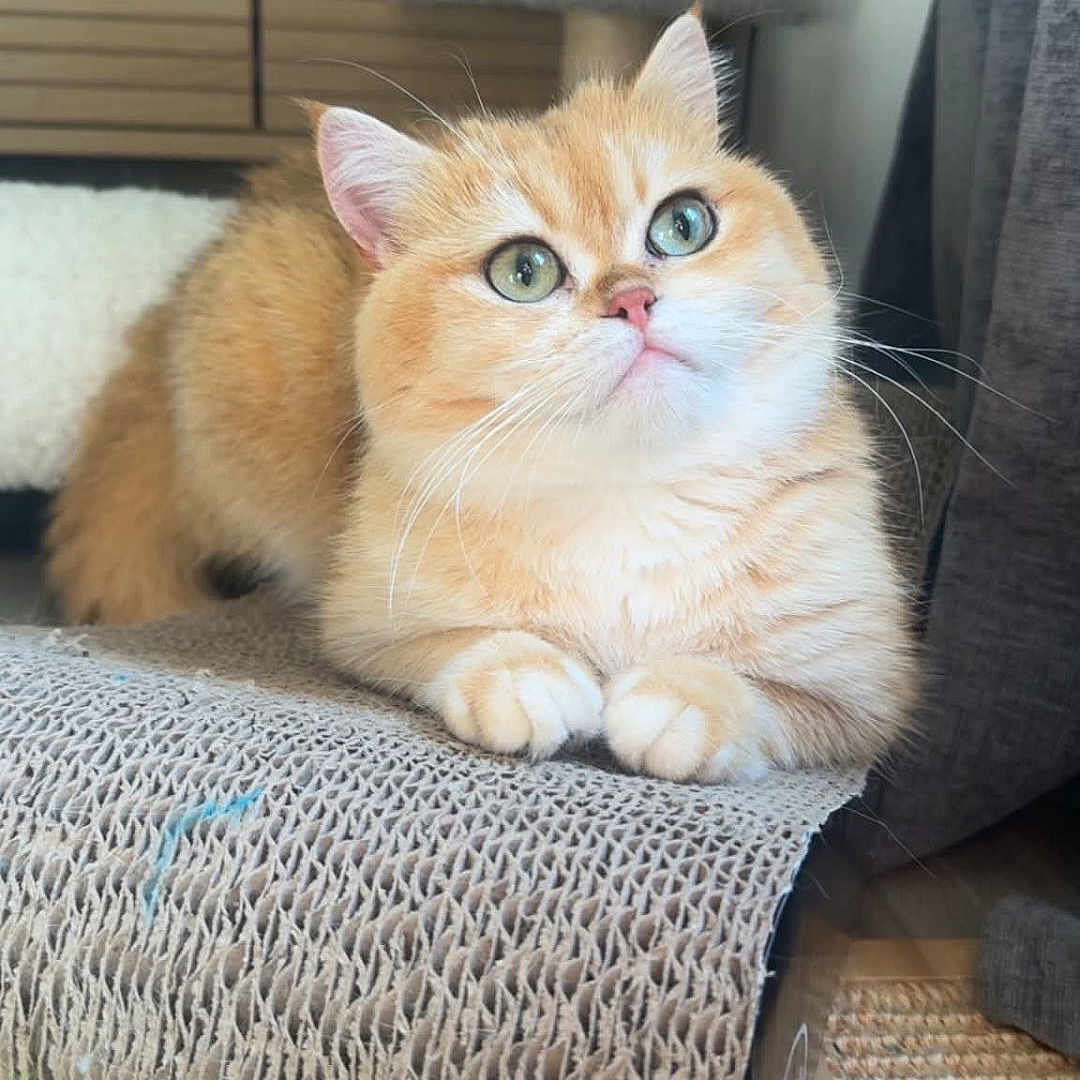 Brioche