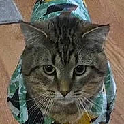 Biscuit is registered to the contest to win money with this photo: cat, tabby, clothing, pet, animal, indoor, feline, floor, wooden_floor, patterned_outfit, standing, looking_at_camera, fur, tail, ears, whiskers, domestic_cat, cute, costume, household