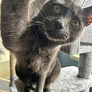 Sasha is registered to the contest to win money with this photo: abyssinian, animal, blackcat, cat, egyptiancat, kitten, manx, pet, siamese