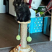 Cesar is registered to the contest to win money with this photo: accessories, animal, blackcat, cat, cross, furniture, hardwood, indoors, interiordesign, jar, kitten, manx, pet, plant, plywood, pottedplant, strap, sundial, symbol, wood