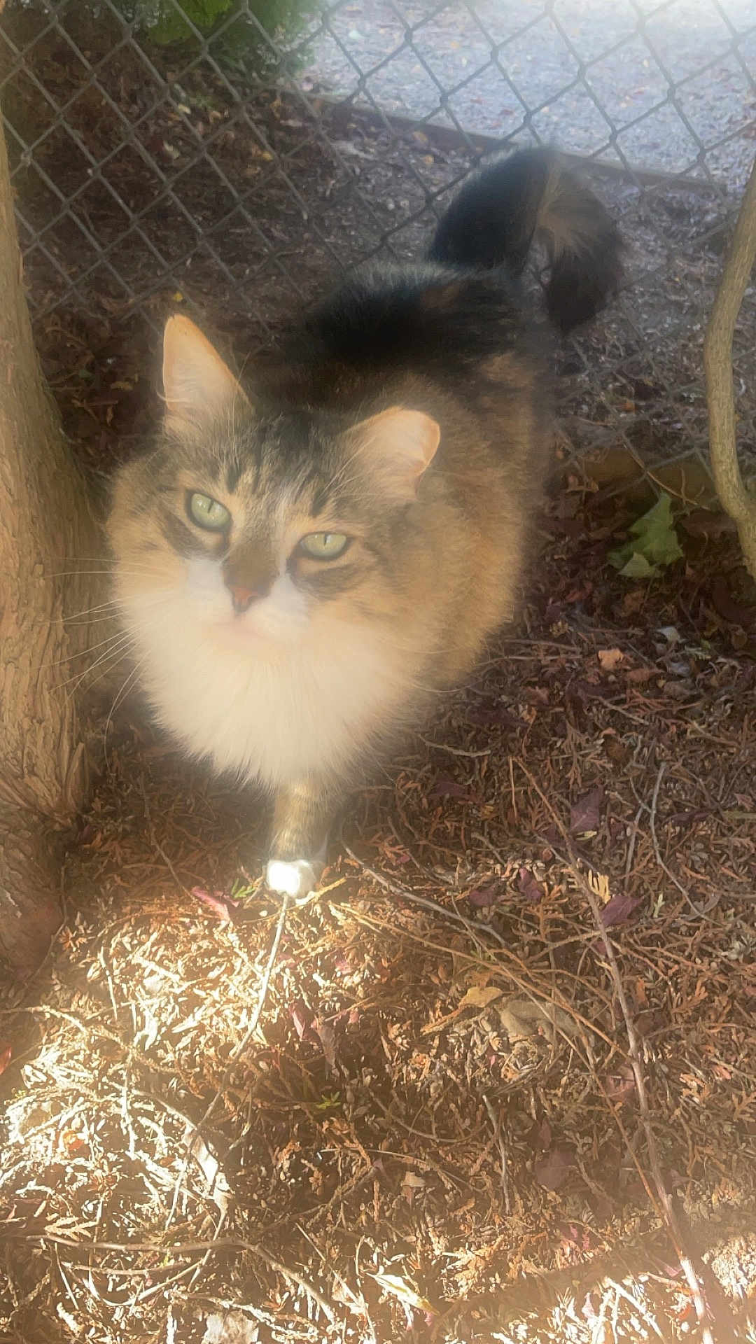 Mr.pickles joined the competition — help win amazing prizes! cat, fluffy, green_eyes, tree_trunk, chain_link_fence, twigs, leaves, outdoor, sunlight, curious, pet, animal, fur, nature, ground, daylight, whiskers, tail, mammal, close_up