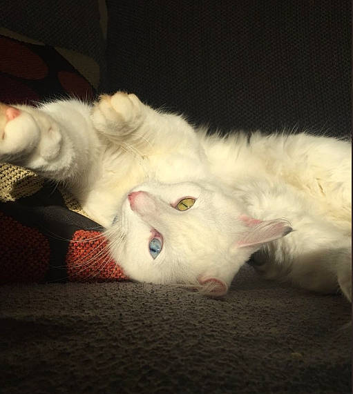 John is registered to the contest to win money with this photo: american_curl, carnivore, cat, cloud, domestic_long_haired_cat, ear, eye, felidae, fur, kitten, nose, paw, persian, ragdoll, sky, small_to_medium_sized_cats, tail, turkish_angora, turkish_van, whiskers