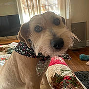 Ralph is registered to the contest to win money with this photo: bandana, blanket, canine, cozy, cute, decor, dog, domestic, floor, fur, furniture, home, indoor, pet, portrait, quilt, sitting, sunlight, window, wooden_floor