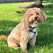 Rocco is registered to the contest to win money with this photo: animal, canine, collar, cute, dog, friendly, fur, grass, happy, harness, nature, outdoor, park, pet, playful, sitting, smile, summer, sunlight, tongue