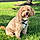 Rocco