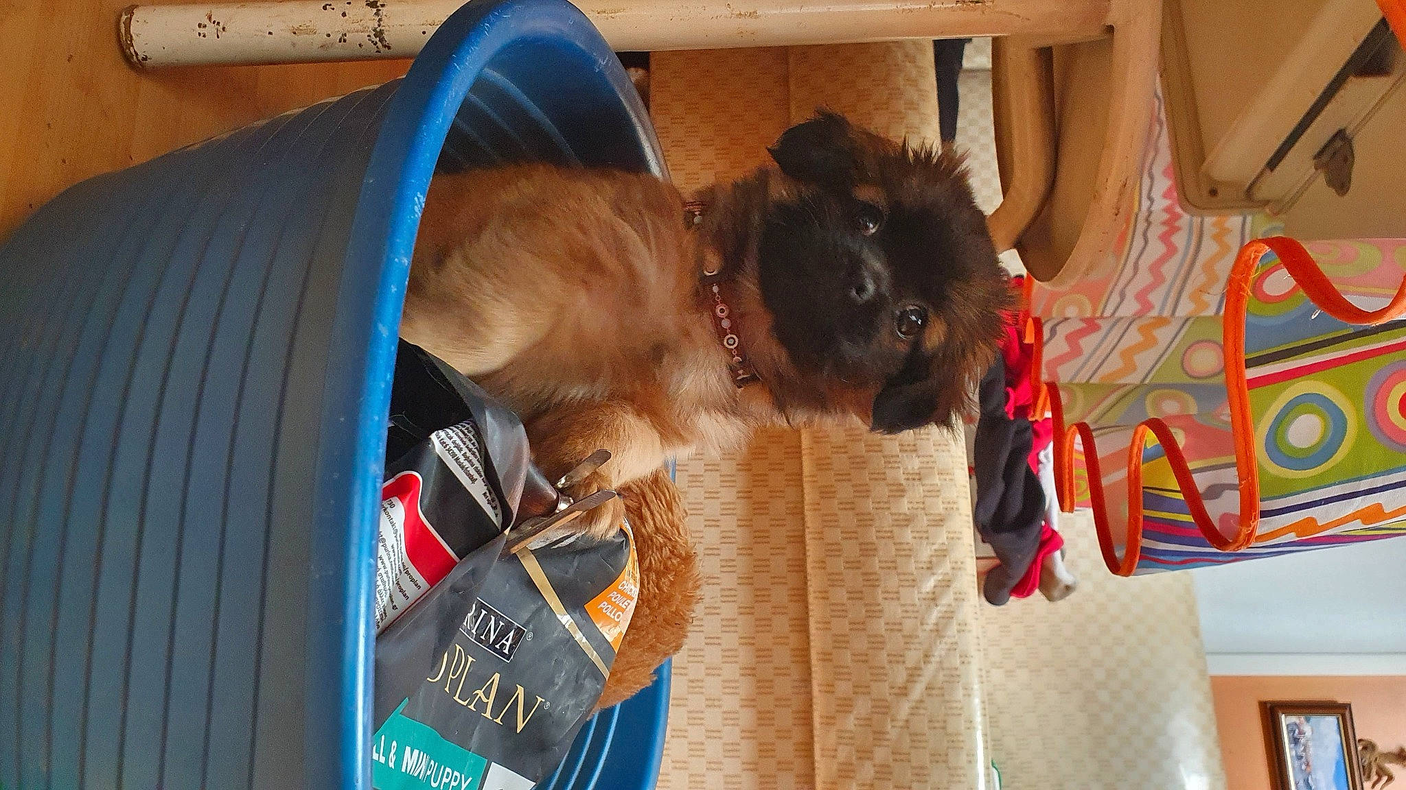 Vaya participe au concours pour gagner de l'argent avec cette photo : canidae, carnivore, collar, companion_dog, dog_breed, dog_supply, fawn, felidae, fur, liver, pet_supply, room, small_to_medium_sized_cats, snout, sporting_group, whiskers, working_animal