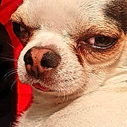 Bruttomesso Tintin participe au concours pour gagner de l'argent avec cette photo : dog, chihuahua, close_up, pet, animal, fur, face, nose, whiskers, expression, red_background, cute, small_dog, portrait, mammal, domestic_animal, indoor, looking_away, sleepy, grumpy
