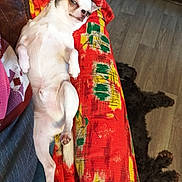Tintin a rejoint le concours — aidez-le/la à gagner de superbes lots ! animal, blanket, canine, colorful_blanket, companion, cozy, dog, fur, home, indoor, lying_down, paw, pet, red_blanket, relaxing, resting, small_dog, smirking_expression, two_dogs, wooden_floor