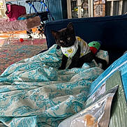 Bella joined the competition — help win amazing prizes! kitten, black_cat, blanket, couch, living_room, furniture, television, walker, rug, toy, patterned, cozy, indoor, pet, animal, cute, colorful, home, fabric