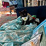 kitten, black_cat, blanket, couch, living_room, furniture, television, walker, rug, toy, patterned, cozy, indoor, pet, animal, cute, colorful, home, fabric