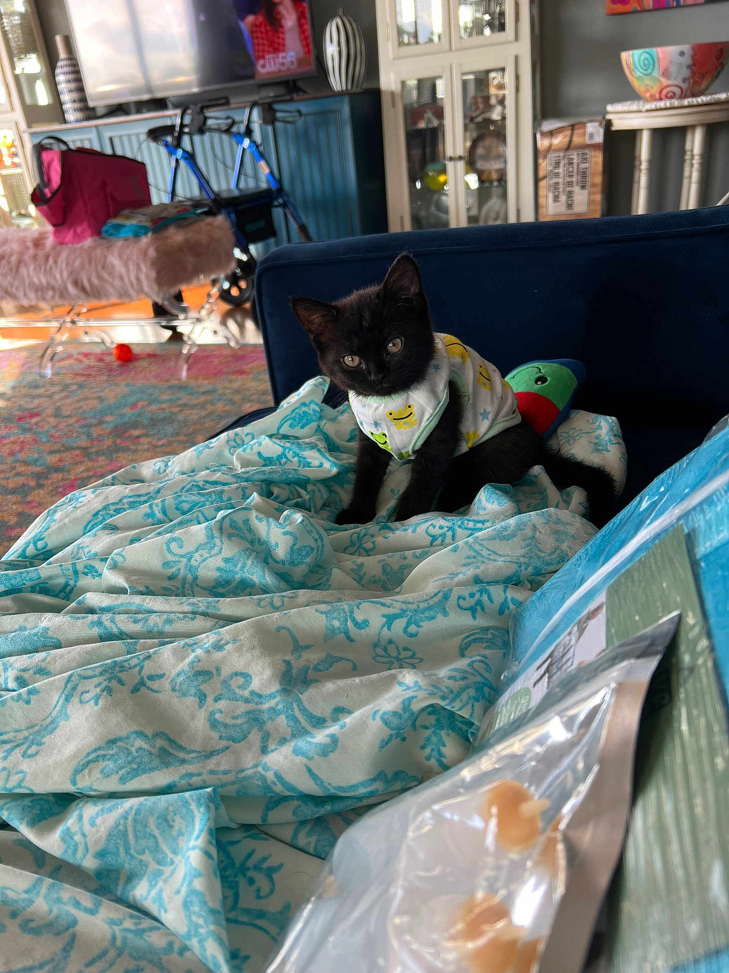 Bella joined the competition — help win amazing prizes! kitten, black_cat, blanket, couch, living_room, furniture, television, walker, rug, toy, patterned, cozy, indoor, pet, animal, cute, colorful, home, fabric