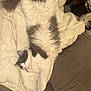 Prince joined the competition — help win amazing prizes! cat, fluffy, white, gray, sleeping, relaxed, blanket, indoor, pet, feline, cozy, couch, fur, paw, pink_nose, resting, domestic_animal, animal, cute, sleep