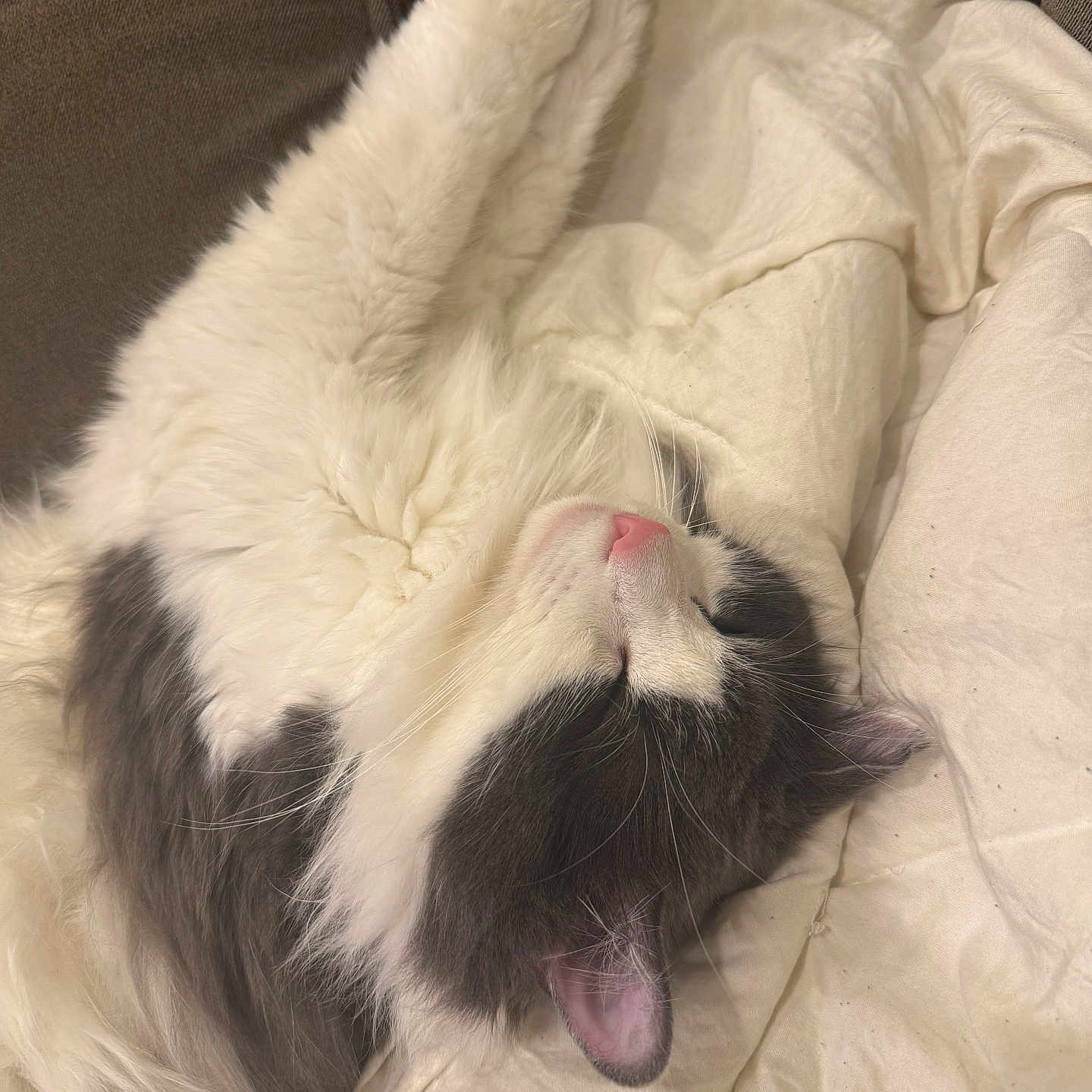 Prince joined the competition — help win amazing prizes! animal, black_and_white, blanket, cat, comfort, cozy, cute, domestic_cat, ears, fluffy, fur, indoor, paw, pet, pink_nose, relaxation, resting, sleeping, soft, whiskers