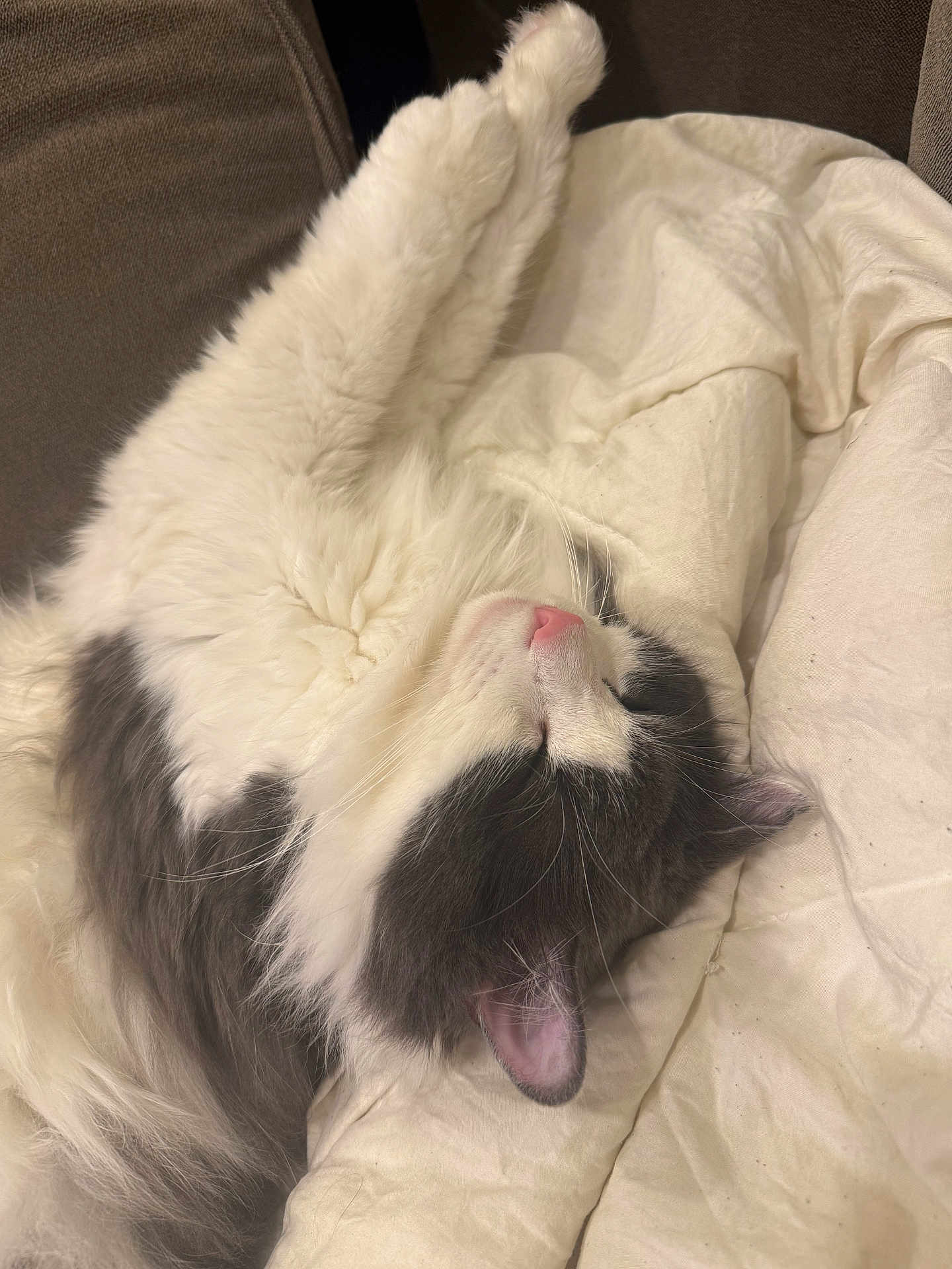 Prince joined the competition — help win amazing prizes! cat, sleeping, fluffy, black_and_white, pet, indoor, cozy, blanket, relaxation, fur, cute, animal, whiskers, pink_nose, ears, paw, comfort, resting, soft, domestic_cat