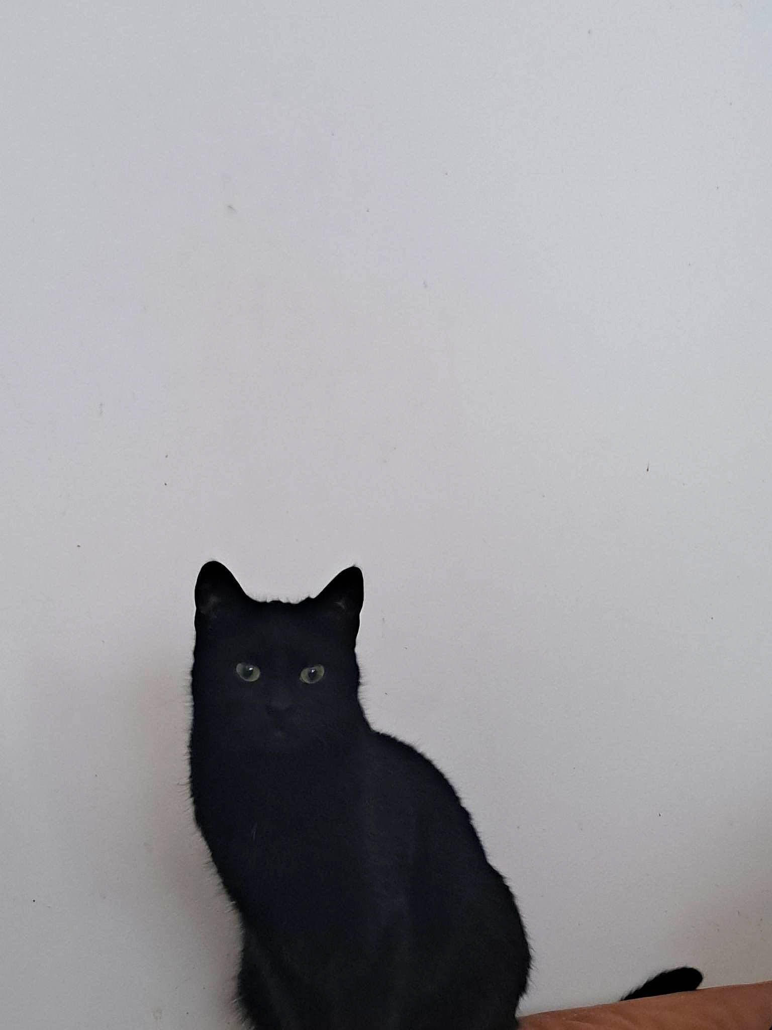 Iris a rejoint le concours — aidez-le/la à gagner de superbes lots ! black_cat, bombay, carnivore, cat, domestic_short_haired_cat, eye, felidae, fur, grey, monochrome_photography, shadow, small_to_medium_sized_cats, snout, stairs, tail, tints_and_shades, tree, whiskers, window, wood