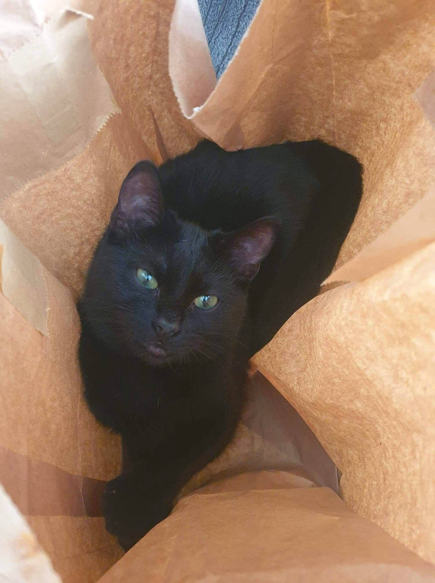 Iris a rejoint le concours — aidez-le/la à gagner de superbes lots ! black_cat, bombay, carnivore, cat, comfort, domestic_short_haired_cat, electric_blue, felidae, fur, grey, havana_brown, small_to_medium_sized_cats, tail, vertebrate, whiskers