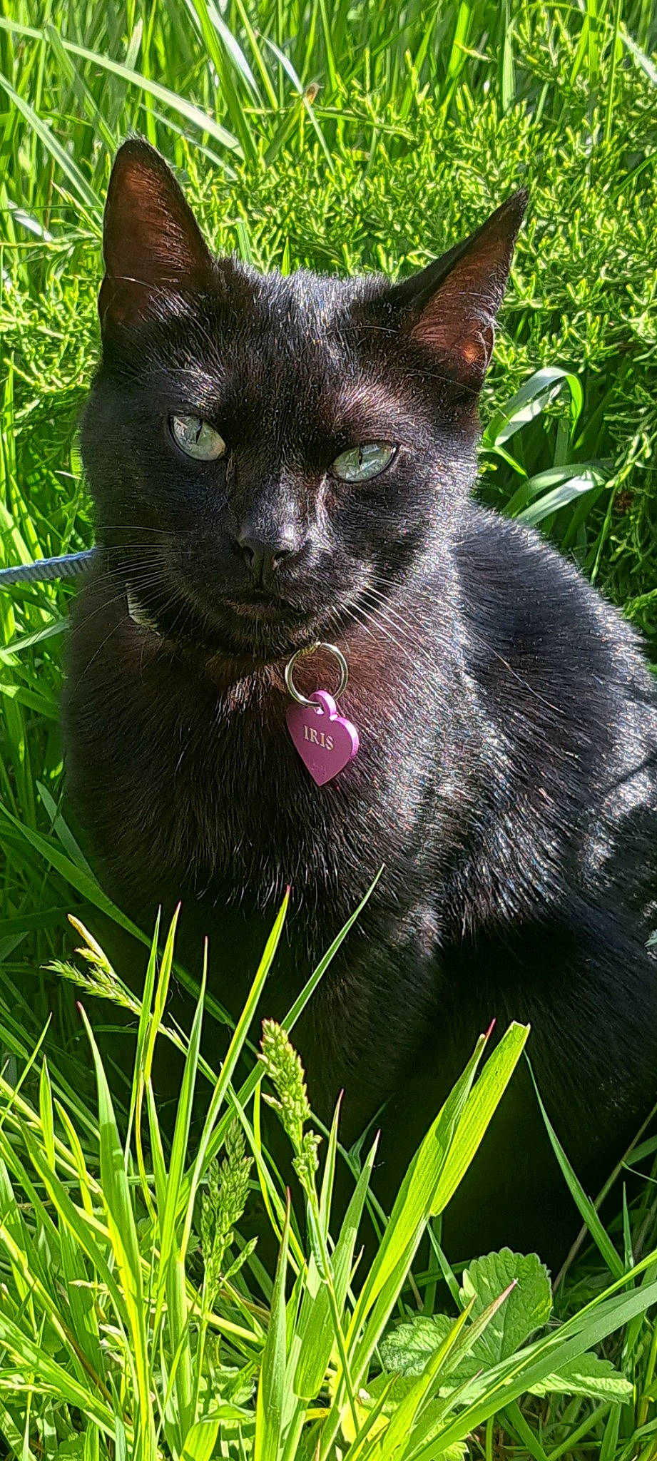 Iris a rejoint le concours — aidez-le/la à gagner de superbes lots ! annual_plant, art, black_cat, bombay, carnivore, cat, domestic_short_haired_cat, felidae, fur, grass, groundcover, plant, shrub, small_to_medium_sized_cats, snout, tail, terrestrial_animal, whiskers, wildlife