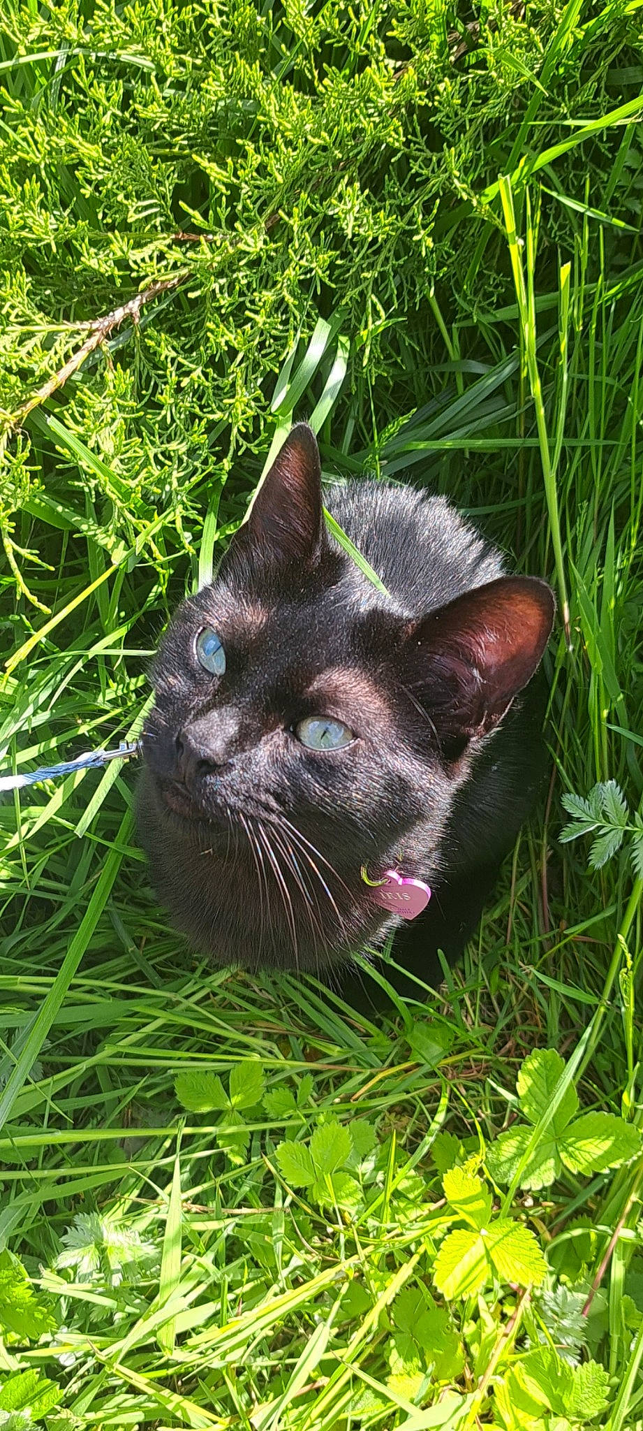 Iris participe au concours pour gagner de l'argent avec cette photo : black_cat, carnivore, cat, domestic_short_haired_cat, electric_blue, fawn, felidae, fur, grass, groundcover, lawn, plant, shrub, small_to_medium_sized_cats, snout, tail, terrestrial_animal, terrestrial_plant, whiskers, wildlife