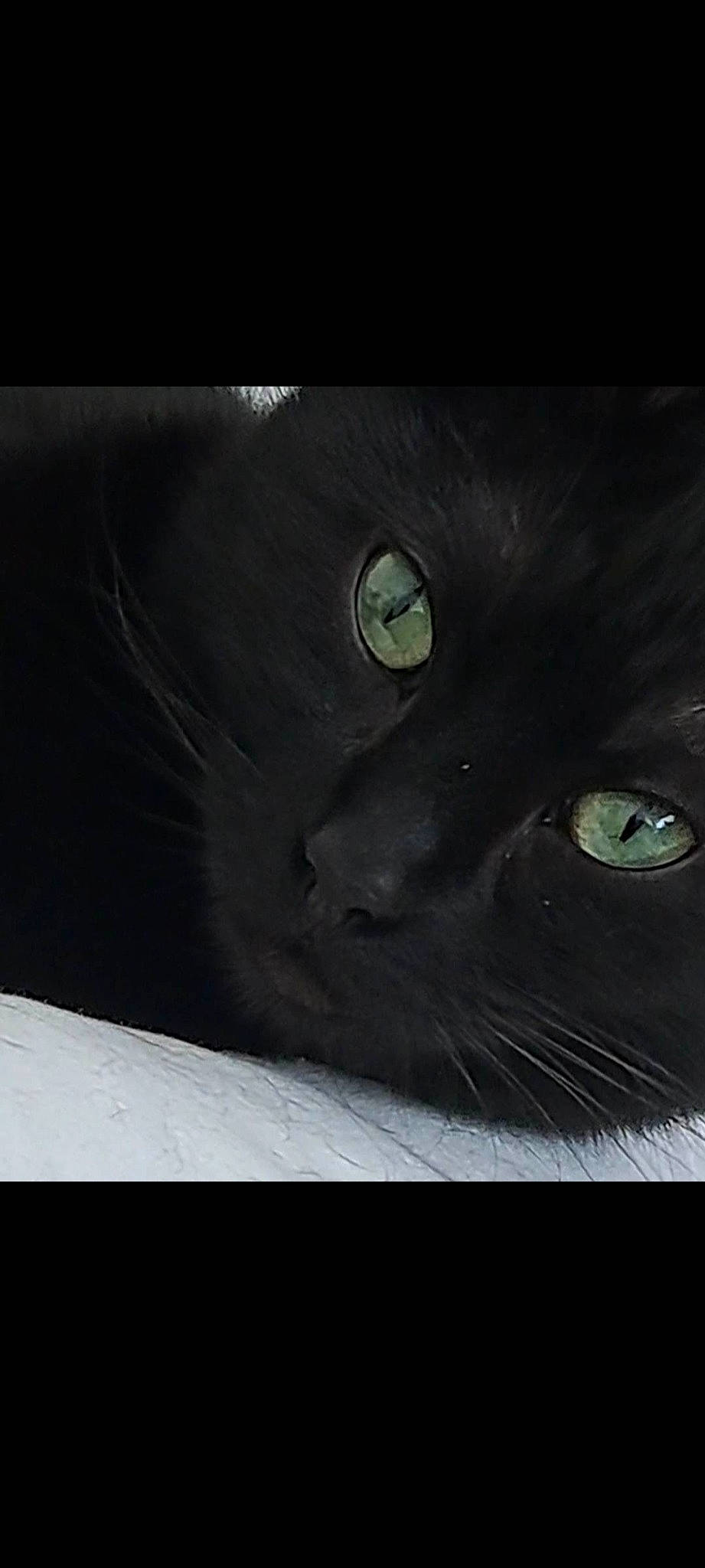 Iris a rejoint le concours — aidez-le/la à gagner de superbes lots ! art, black_cat, bombay, carnivore, cat, darkness, domestic_short_haired_cat, eye, felidae, fur, small_to_medium_sized_cats, snout, terrestrial_animal, tints_and_shades, whiskers, window