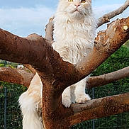 Ugo a rejoint le concours — aidez-le/la à gagner de superbes lots ! cat, fluffy, tree, branch, outdoor, pet, animal, nature, greenery, fence, sky, clouds, tail, fur, whiskers, ears, paws, mammal, garden, daylight