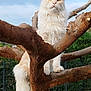cat, fluffy, tree, branch, outdoor, pet, animal, nature, greenery, fence, sky, clouds, tail, fur, whiskers, ears, paws, mammal, garden, daylight