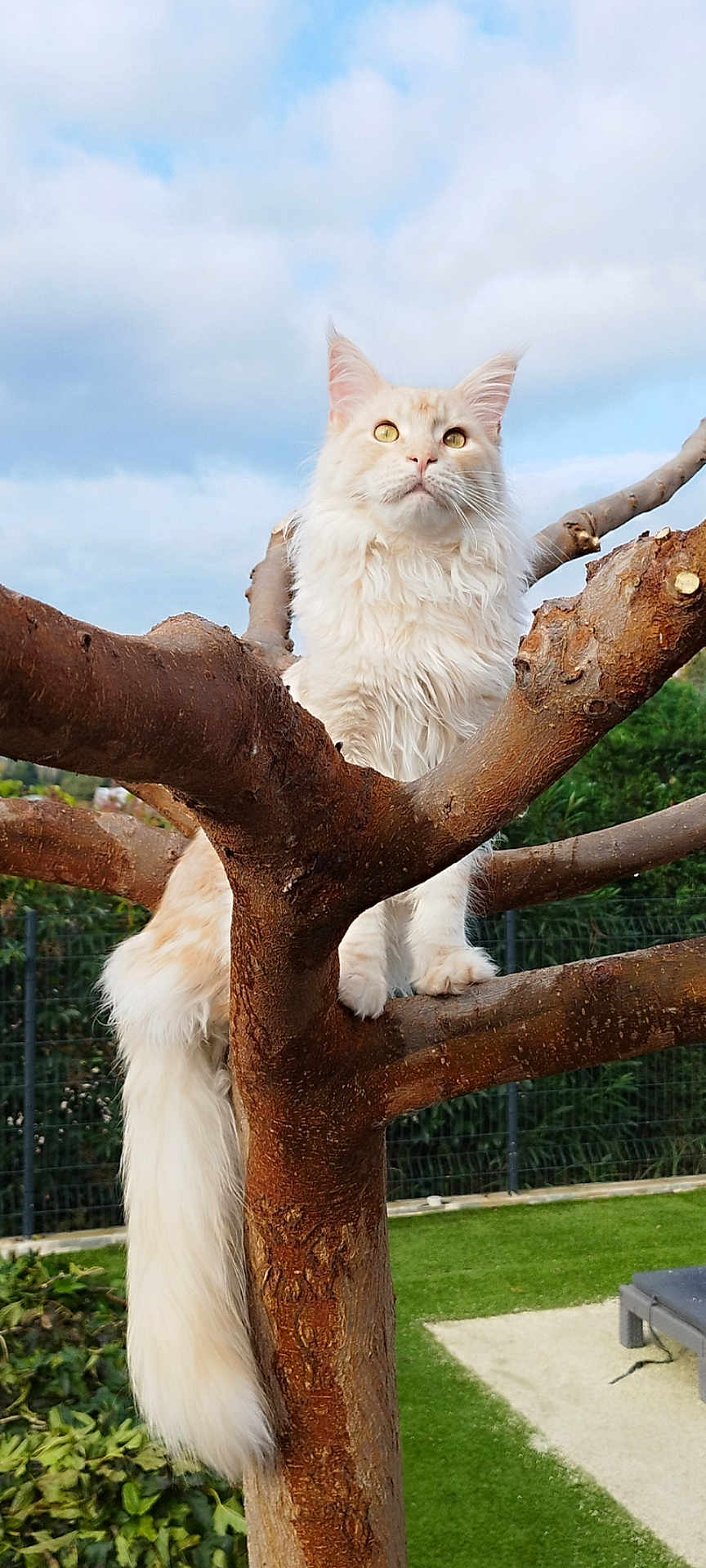 Ugo a rejoint le concours — aidez-le/la à gagner de superbes lots ! cat, fluffy, tree, branch, outdoor, pet, animal, nature, greenery, fence, sky, clouds, tail, fur, whiskers, ears, paws, mammal, garden, daylight