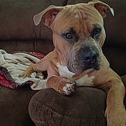 Gucci joined the competition — help win amazing prizes! animal, blanket, brown_dog, canine, companion, couch, cute, dog, ears, fur, furniture, home, indoor, looking, mammal, paw, pet, relaxing, resting, snout