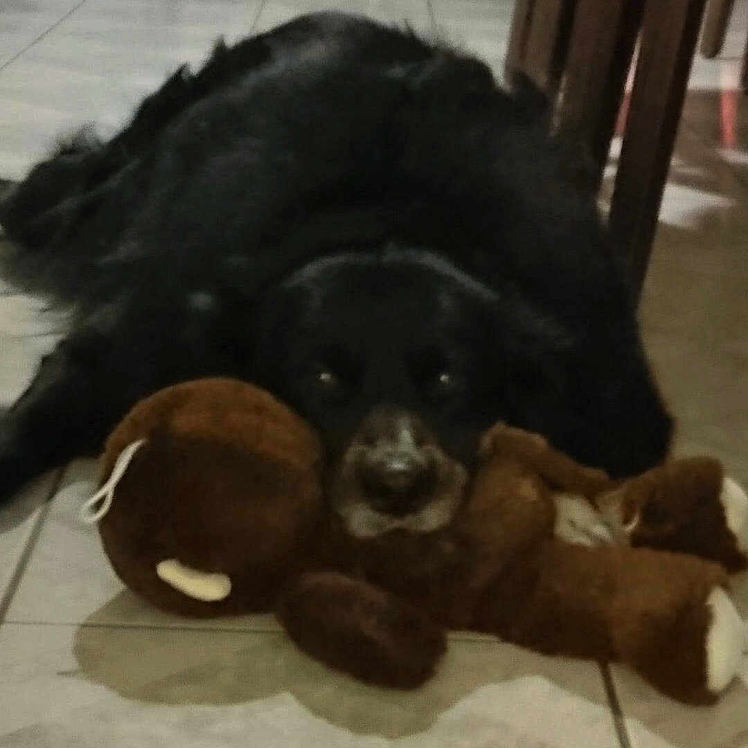 Rio participe au concours pour gagner de l'argent avec cette photo : animal, ball, canine, cat, cockerspaniel, dog, football, furniture, hound, indoors, machine, pet, puppy, screw, soccer, soccerball, sport, tennis, tennisball, wood