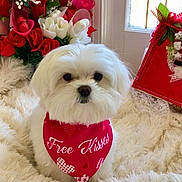 Milo joined the competition — help win amazing prizes! dog, white_dog, bandana, red_bandana, free_kisses, flowers, roses, red_roses, white_roses, fluffy, pet, cute, valentines, blanket, furry_blanket, indoor, window, decor, closeup, adorable
