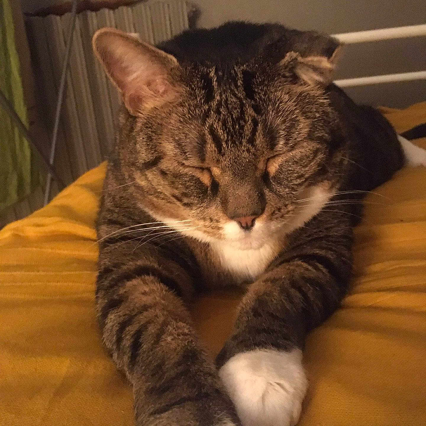 Goulu participe au concours pour gagner de l'argent avec cette photo : abyssinian, animal, bed, bedroom, cat, couch, cushion, face, furniture, head, homedecor, indoors, interiordesign, manx, person, pet, photography, portrait, room, sleeping