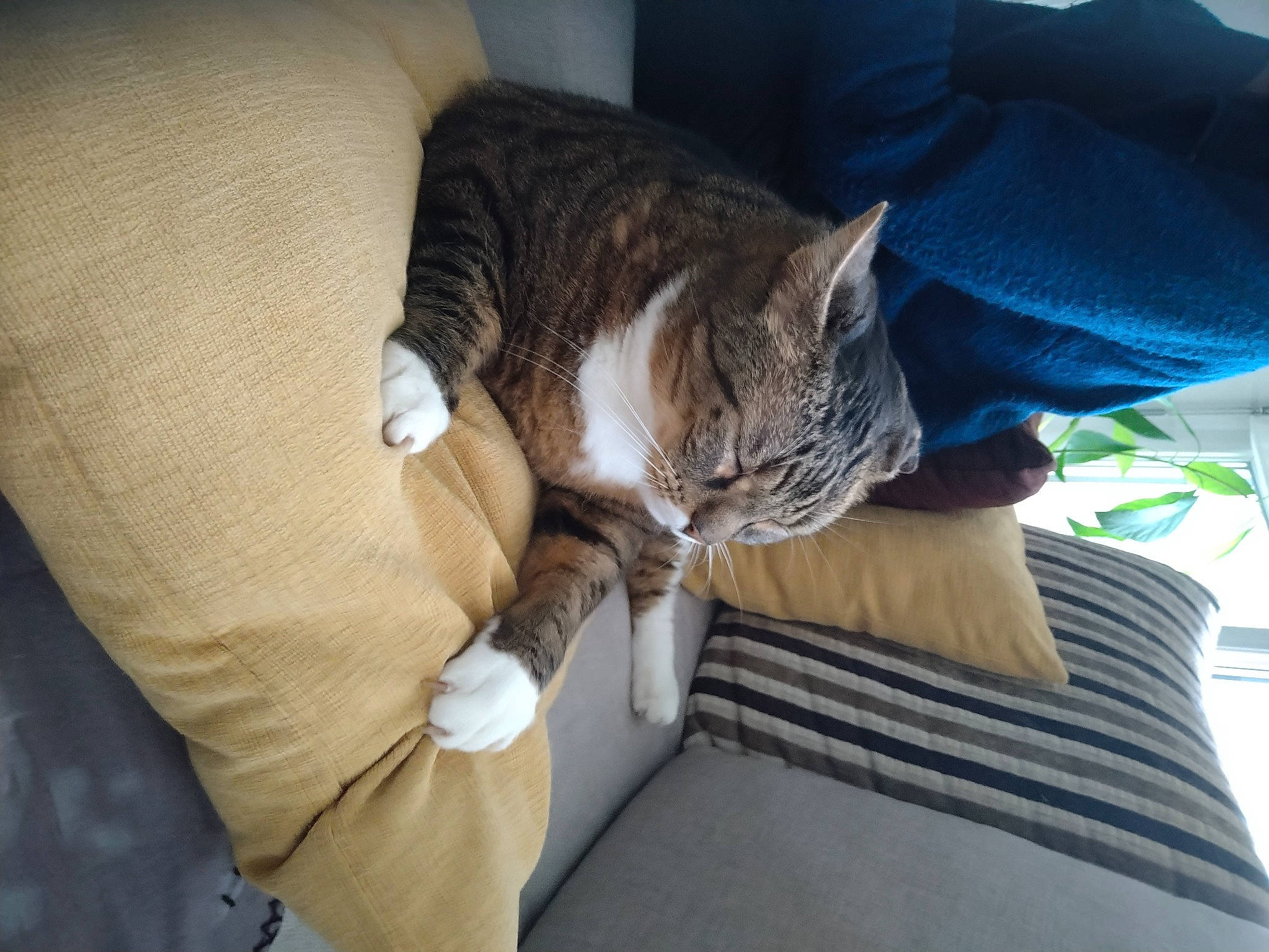 Goulu participe au concours pour gagner de l'argent avec cette photo : carnivore, cat, claw, comfort, couch, domestic_short_haired_cat, felidae, fur, grey, human_leg, lap, linens, nap, sitting, sleep, small_to_medium_sized_cats, tail, textile, whiskers, wood