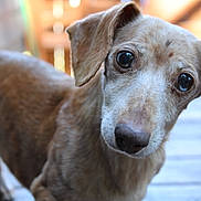Derby is registered to the contest to win money with this photo: dog, pet, animal, canine, ears, fur, curious, closeup, portrait, outdoor, wooden_floor, brown, expression, eyes, snout, domestic_animal, mammal, friendly, watching, companion