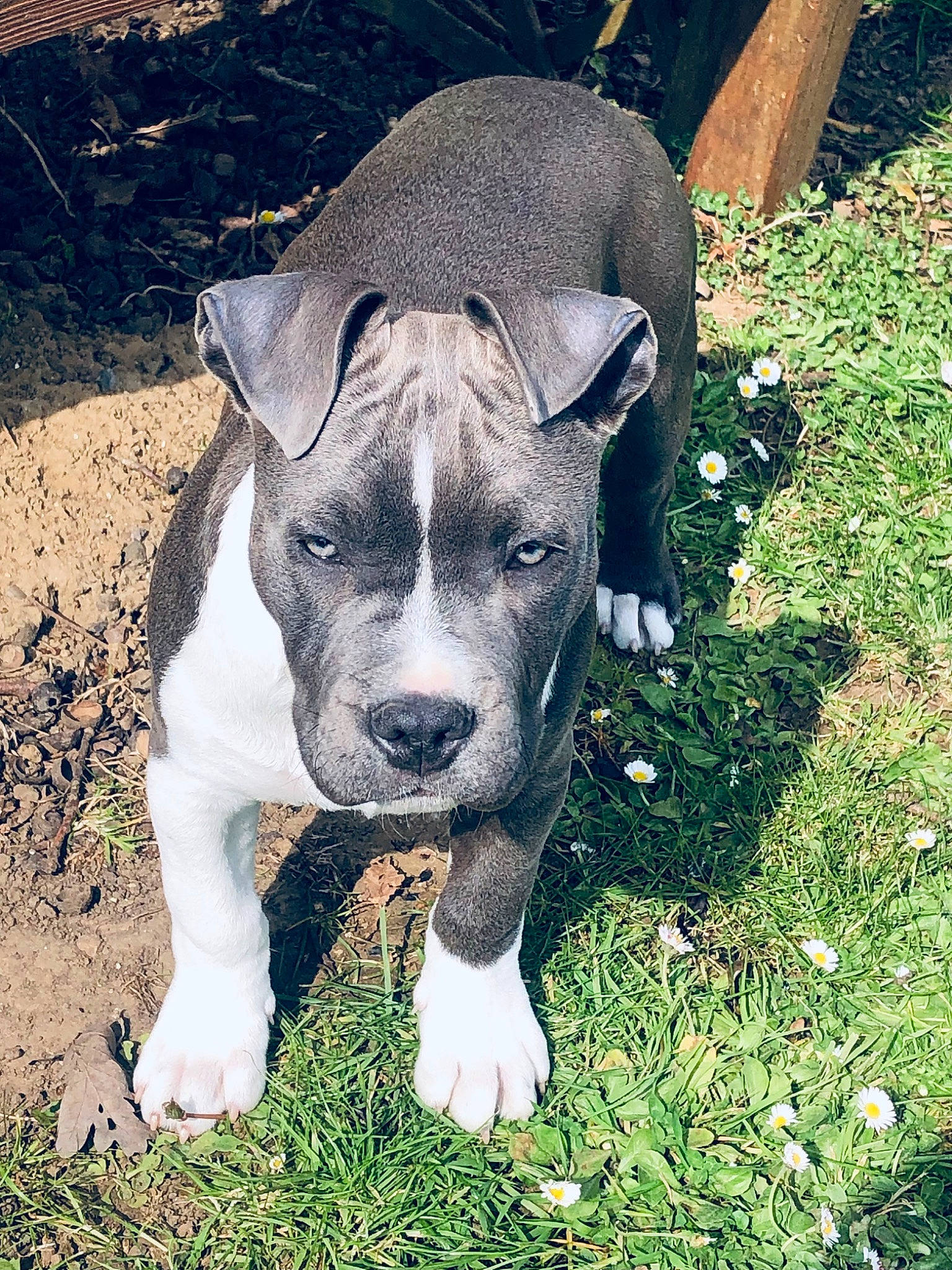 Venkro participe au concours pour gagner de l'argent avec cette photo : ancient_dog_breeds, canidae, carnivore, companion_dog, dog, dog_breed, eye, fawn, grass, groundcover, head, molosser, non_sporting_group, plant, snout, sporting_group, terrestrial_animal, whiskers, working_animal