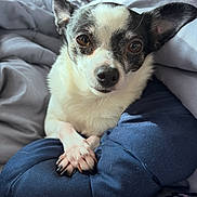 Daisy joined the competition — help win amazing prizes! bedding, blanket, chihuahua, close_up, cozy, dog, ears, eyes, face, indoor, nose, paw, pet, photo_gallery_ui, portrait, resting, small_dog, smartphone_screenshot, soft_lighting, timestamp