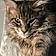 Achille