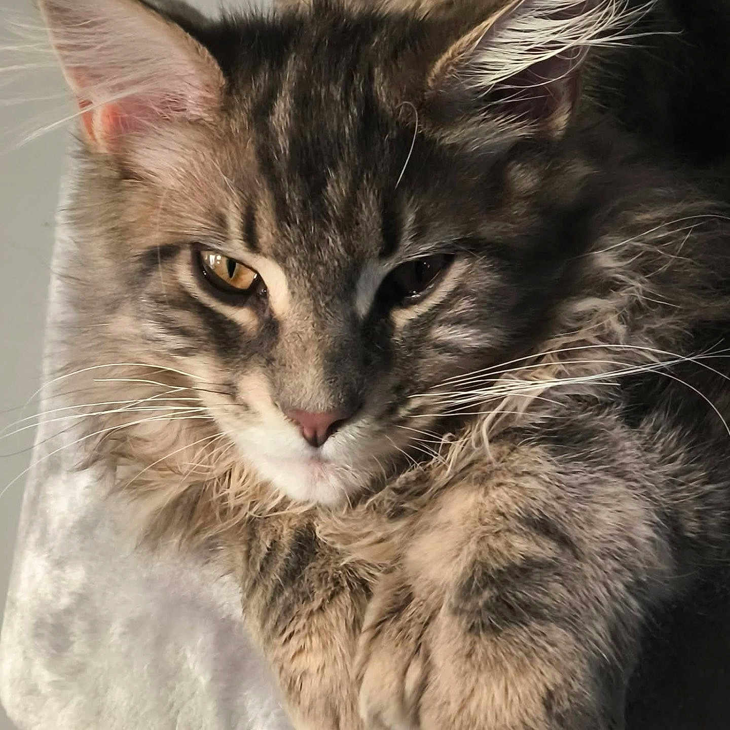 Achille