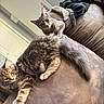 cat, feline, pet, indoor, couch, furniture, long_tail, curious, fluffy, resting, two_cats, home, cozy, domestic, animal, looking, ears, whiskers, tail, relaxed