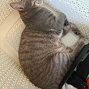 Aby participe au concours pour gagner de l'argent avec cette photo : cat, gray_tabby, sleeping, laundry_basket, indoor, pet, cozy, fur, resting, whiskers, paw, plastic, clothing, sock, basket, relaxed, cute, animal, domestic, quiet