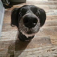 Levi joined the competition — help win amazing prizes! animal, black_and_white, black_dog, canine, close_up, companion, curious, dog, domestic, flooring, home, indoor, legs, looking_up, nose, pet, snout, socks, water_bowl, wooden_floor