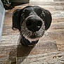 animal, black_and_white, black_dog, canine, close_up, companion, curious, dog, domestic, flooring, home, indoor, legs, looking_up, nose, pet, snout, socks, water_bowl, wooden_floor