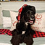 Levi joined the competition — help win amazing prizes! bed, black_dog, blanket, christmas, collar, cozy, decor, dog, fur, happy, hat, holiday, indoor, pet, pillow, plaid, red_and_black, sitting, smiling, tongue_out