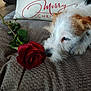 Axl joined the competition — help win amazing prizes! dog, rose, flower, blanket, pillow, merry_christmas, sniffing, pet, indoor, cozy, brown_floor, white_fur, curious, home, texture, closeup, decor, holiday, red, green