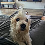 Axl joined the competition — help win amazing prizes! dog, pet, lap, indoor, living_room, fur, scruffy, cute, animal, canine, relaxed, person, casual, home, seated, close_up, curious, black_nose, brown_eyes, furniture